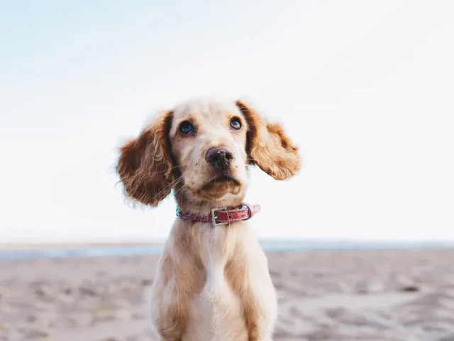 Packing List For Your Dog: What To Take on Your Staycation