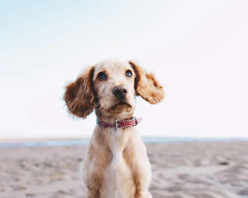 Packing List For Your Dog: What To Take on Your Staycation
