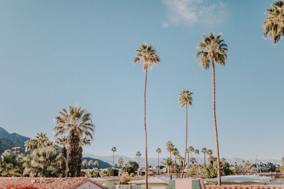 Picturesque view of Palm Springs featuring tall palm trees under a clear blue sky.