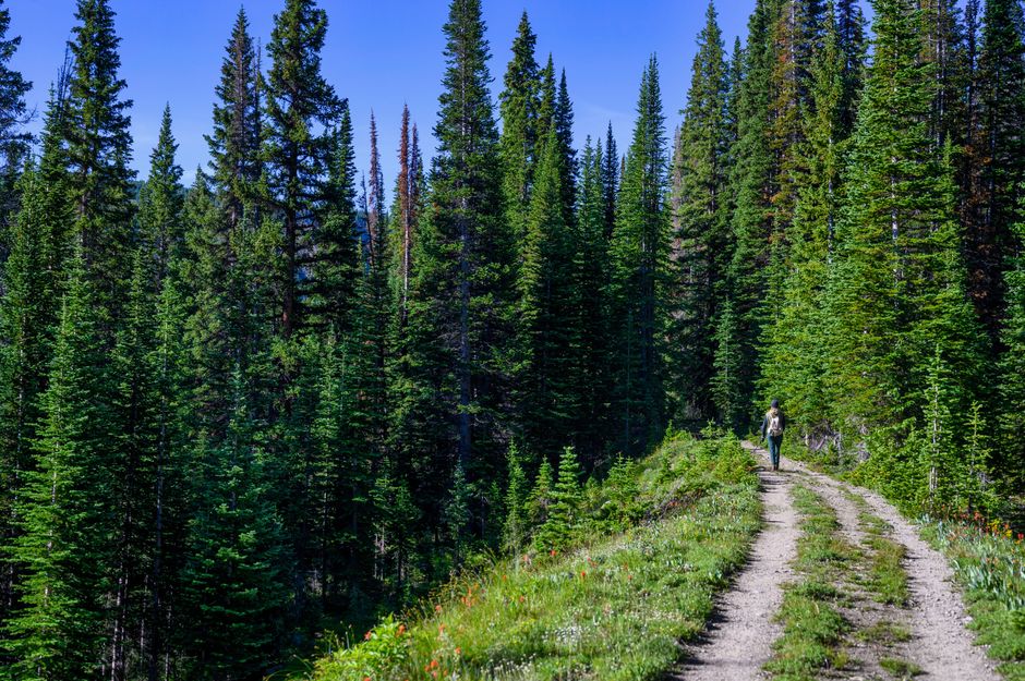 A lone hiker walks along a scenic forest trail lined with tall pine trees under a clear sky.