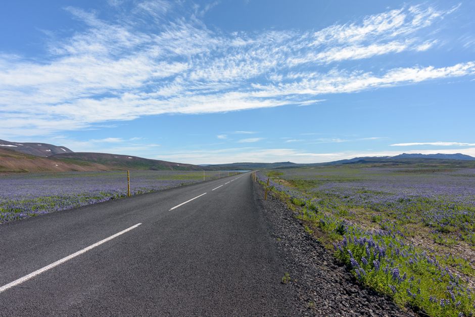 Beautiful scenic road cutting through vast Icelandic lupine fields under a blue sky.