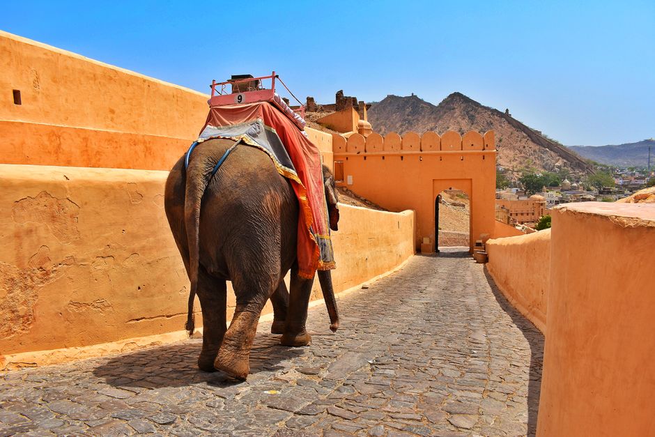 A majestic elephant walks along the stone pathway at Amer Fort in Jaipur, India, showcasing traditional architecture.