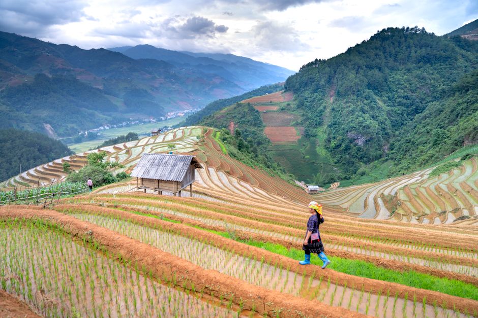 A woman walks among lush rice terraces in a scenic mountain valley, capturing rural beauty.
