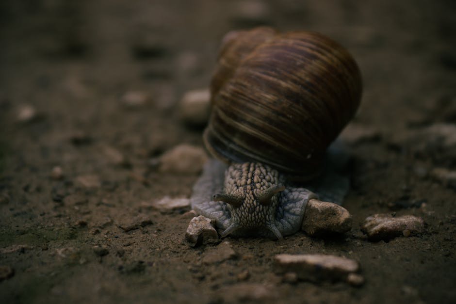 Detailed view of a garden snail slowly moving across a dirt path, highlighting textures.